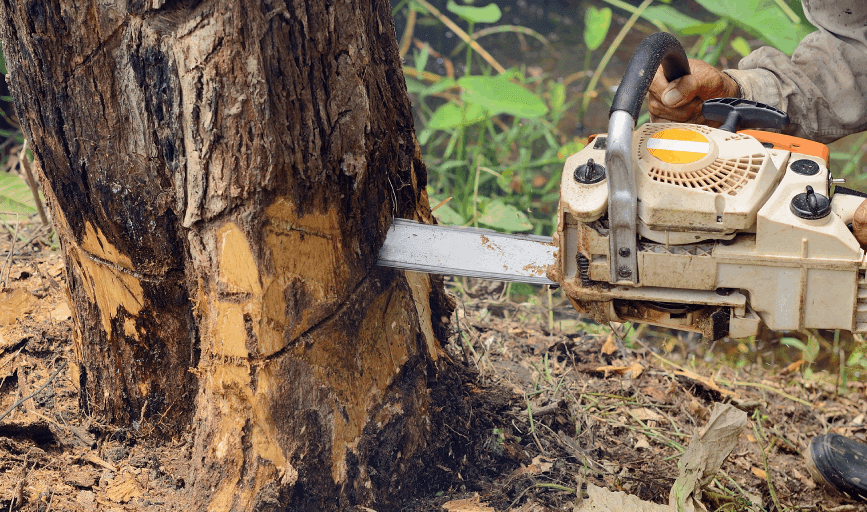 Tree Removal