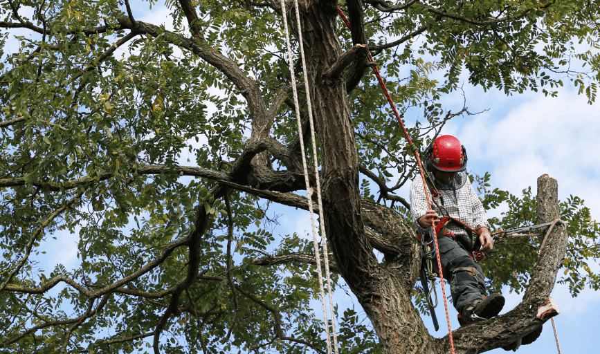 Tree Trimming